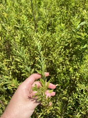 Spiraea alba latifolia