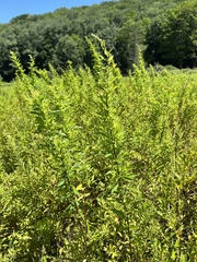 Spiraea alba latifolia