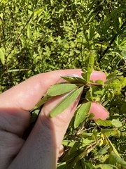 Spiraea alba latifolia