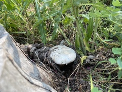 Leucopaxillus albissimus