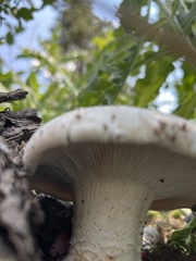 Leucopaxillus albissimus