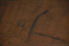 Gymnotus inaequilabiatus