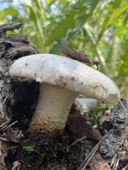 Leucopaxillus albissimus