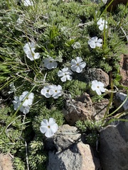 Phlox hendersonii