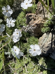 Phlox hendersonii