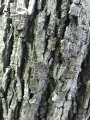 Catocala gracilis