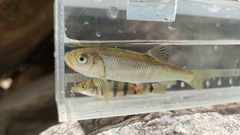 Opsariichthys evolans