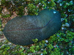 Ctenactis echinata