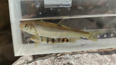 Opsariichthys evolans