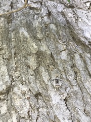 Catocala gracilis