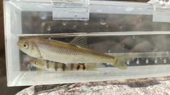 Opsariichthys evolans