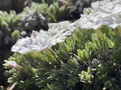 Phlox hendersonii