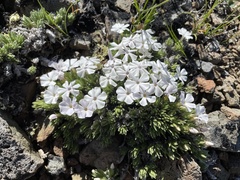 Phlox hendersonii