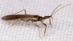 Hymenocoris