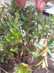 Disterigma empetrifolium