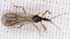 Hymenocoris