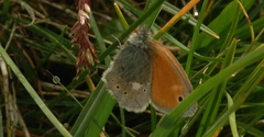 Coenonympha rhodopensis