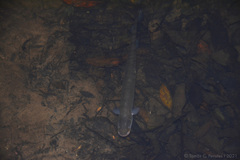 Gymnotus inaequilabiatus