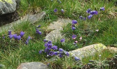 Campanula orbelica