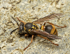 Ropalidia socialistica