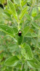 Asphaera abdominalis