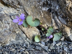 Viola flettii