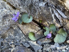 Viola flettii