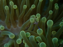 Ancylomenes sarasvati