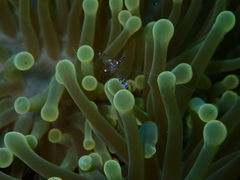 Ancylomenes sarasvati