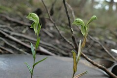 Pterostylis diminuta