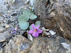 Viola flettii