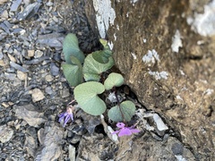Viola flettii