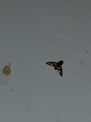 Procecidocharoides penelope