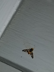 Procecidocharoides penelope