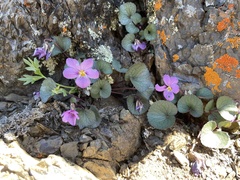 Viola flettii
