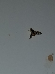 Procecidocharoides penelope