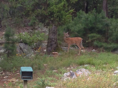 Odocoileus virginianus virginianus