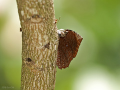 Elymnias hypermnestra beatrice