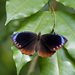 Common Palmfly - Photo (c) Cheongweei Gan, some rights reserved (CC BY-NC), uploaded by Cheongweei Gan