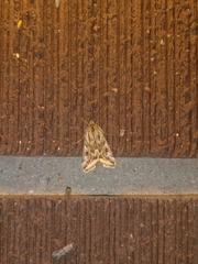 Loxostege cereralis