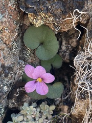 Viola flettii