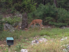 Odocoileus virginianus virginianus