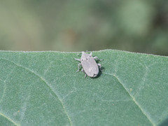 Trichobaris compacta