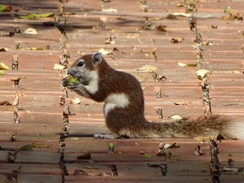 Variable Squirrel