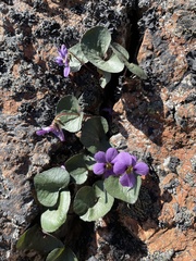 Viola flettii