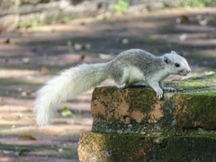 Callosciurus finlaysonii bocourti