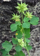 Thalictrum fendleri fendleri