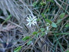 Stellaria humifusa