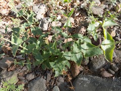 Penstemon pseudospectabilis