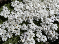 Phlox hendersonii